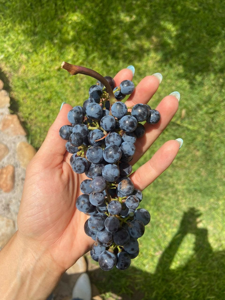 Uva Cabernet Sauvignon - Vino de Chihuahua - Vino de México 